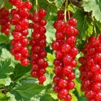 Ríbezľa červená (Ribes rubrum) ´ROVADA´ - výška 40-60 cm, neskorá, kont. C3L - KRÍKOVÁ