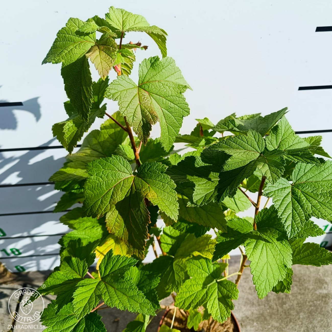 Obrázok Ríbezľa čierna (Ribes nigrum) ´TITANIA´ - stredne skorá, výška 60-80 cm, kont. C3L - KRÍKOVÁ