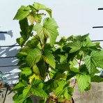 Ríbezľa čierna (Ribes nigrum) ´TITANIA´ - stredne skorá, výška 60-80 cm, kont. C3L - KRÍKOVÁ