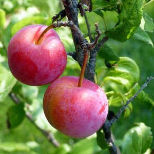 Ringlota (Prunus domestica subsp. Italica) ´ALTHANOVA´ -výška 110-130 cm, stredne skorá, voľnokorenná