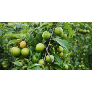 Ringlota (Prunus Domestica subsp. Italica) ´OULINSKÁ´ na kmienku - neskorá 160-200 cm, obvod kmeňa: 6/8 cm, kont. C10L  - kvetináčová 