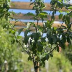 Ringlota (Prunus Domestica subsp. Italica) ´OULINSKÁ´ na kmienku - neskorá 160-200 cm, obvod kmeňa: 6/8 cm, kont. C10L  - kvetináčová 