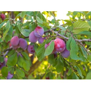 Ringlota (Prunus domestica subsp. italica) ´OPÁL´ - výška 170-200 cm, voľnokorenná, skorá