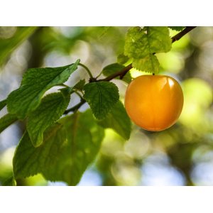 Ringlota (Prunus Domestica subsp. italica) ´RHEINGOLD´ - výška 160-190 cm, voľnokorenná, stredne skorá
