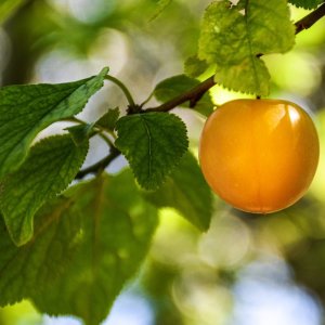 Ringlota (Prunus Domestica subsp. italica) ´RHEINGOLD´ - výška 160-190 cm, voľnokorenná, stredne skorá