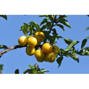 Ringlota (Prunus Domestica subsp. Italica) ´OULINSKÁ´ - výška 150-190 cm, skorá, voľnokorenná