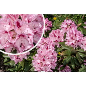 Rododendron hybridný (Rhododendron hybridum) ´COSMOPOLITAN´ - výška 30-40 cm, kont. C4L
