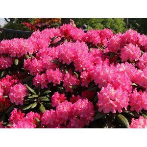 Rododendron jakušimský (Rhododendron yakushimanum) ´KALINKA´ - výška 30-40 cm, kont. C3L