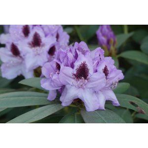 Rododendron hybridný (Rhododendron hybride) ´A. BEDFORD´ - výška 50-60 cm, kont. C5L