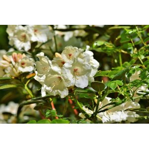 Rododendron hybridný (Rhododendron hybridum) ´CUNNINGHAM ´S WHITE´ - výška 30-40 cm, kont. C3L