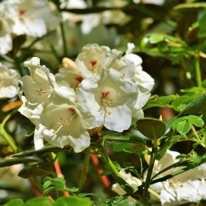 Rododendron hybridný (Rhododendron hybridum) ´CUNNINGHAM ´S WHITE´ výška 40-50 cm, kont. C4L