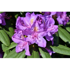 Rododendron hybridný (Rhododendron hybridum) ´GOLD FLIMMER´ - výška 30-50 cm, kont. C4L