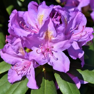 Rododendron hybridný (Rhododendron hybridum) ´GOLD FLIMMER´ - výška: 40-50 cm, kont. C4L