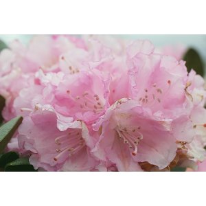 Rododendron jakušimský (Rhododendron yakushimanum) ´KALINKA´ - výška 30-40 cm, kont. C5L