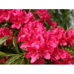 Rododendron (Rhododendron) ´NOVA ZEMBLA´ - výška 30-50 cm, kont. C4L