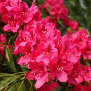 Rododendron (Rhododendron) ´NOVA ZEMBLA´ - výška: 50-60 cm, kont. C4L