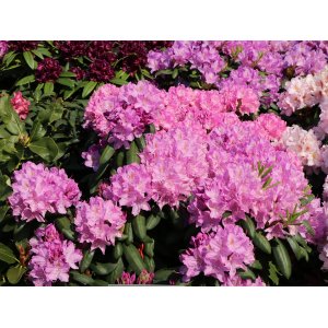 Rododendron hybridný (Rhododendron hybridum) ´ROSEUM ELEGANS´ - výška 30-50 cm, kont. C4L