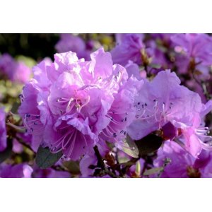 Rododendron americký (Rhododendron catawbiense) ´GRANDIFLORUM´ - výška 40-50 cm, kont. C4L