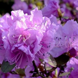 Rododendron americký (Rhododendron catawbiense) ´GRANDIFLORUM´ - výška 30-40 cm, kont. C4L