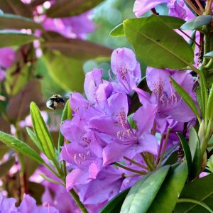 Rododendron (Rhododendron) ´BLUE TIT MAGOR´ - výška 20-40 cm, kont. C2L