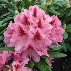 Rododendron hybridný (Rhododendron hybridum) ´COSMOPOLITAN´ - výška 40-50 cm, kont. C4L