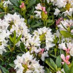 Rododendron hybridný (Rhododendron hybridum) ´CUNNINGHAM ´S WHITE´ výška 40-50 cm, kont. C4L