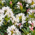 Rododendron hybridný (Rhododendron hybridum) ´CUNNINGHAM ´S WHITE´ - výška 30-40 cm, kont. C4L