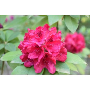 Rododendron hybridný (Rhododendron hybride) ´NOVA ZEMBLA´ - výška 20-30 cm, kont. C1.5L