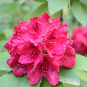 Rododendron hybridný (Rhododendron hybride) ´LORD ROBERTS´ - výška 80-100 cm, kont. C15L