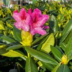 Rododendron (Rhododendron) ´NOVA ZEMBLA´ - výška: 50-60 cm, kont. C4L