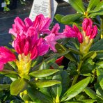 Rododendron (Rhododendron) ´NOVA ZEMBLA´ - výška: 50-60 cm, kont. C4L
