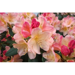 Rododendron jakušimský (Rhododendron yakushimanum) ´DREAMLAND´ - výška 20-30 cm, kont. C1.5L