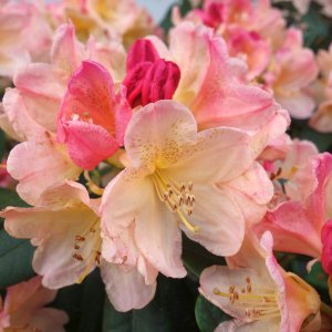 Rododendron jakušimský (Rhododendron yakushimanum) ´PERCY WISEMAN´ - výška 40-60 cm, kont. C5L
