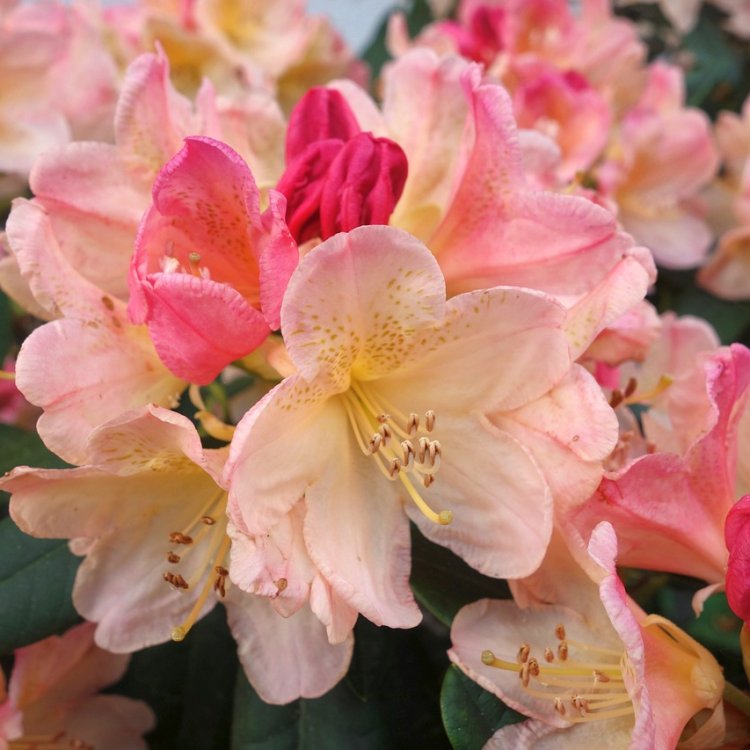 Rododendron jakušimský (Rhododendron yakushimanum) ´DREAMLAND´ - výška 20-30 cm, kont. C1.5L