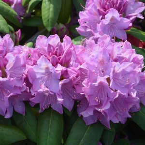 Rododendrony