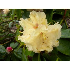 Rododendron hybridný (Rhododendron hybridum) ´ELSIE STRAVER´ - výška 30-40 cm, kont. C4L