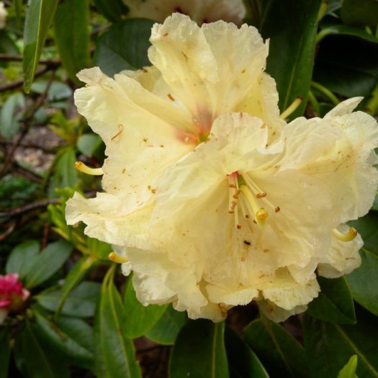 Rododendron hybridný (Rhododendron hybridum) ´ELSIE STRAVER´ - výška 30-40 cm, kont. C4L