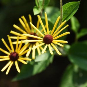 Rudbekia - Rudbeckia ´HENRY EILERS´, kont. C1L