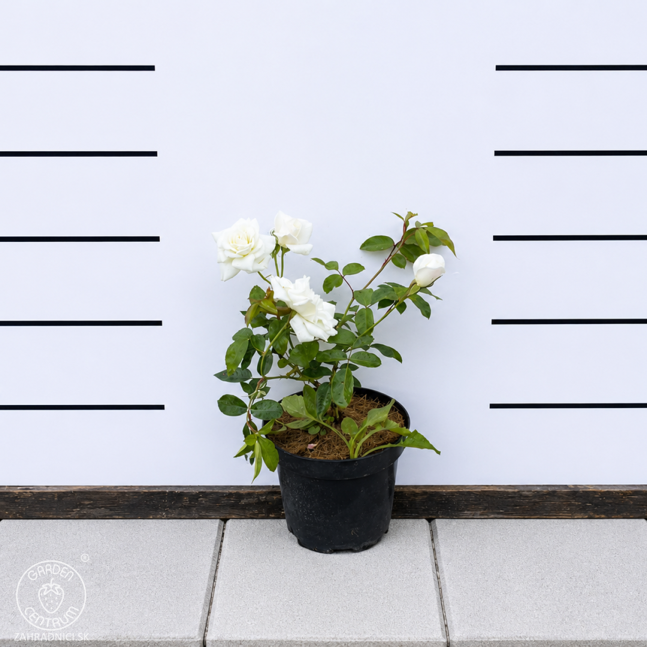 Obrázok Ruža mnohokvetá (Rosa floribunda) 'ICEBERG – FÉE DES NEIGES’® - výška 20-30 cm, kont. C2L