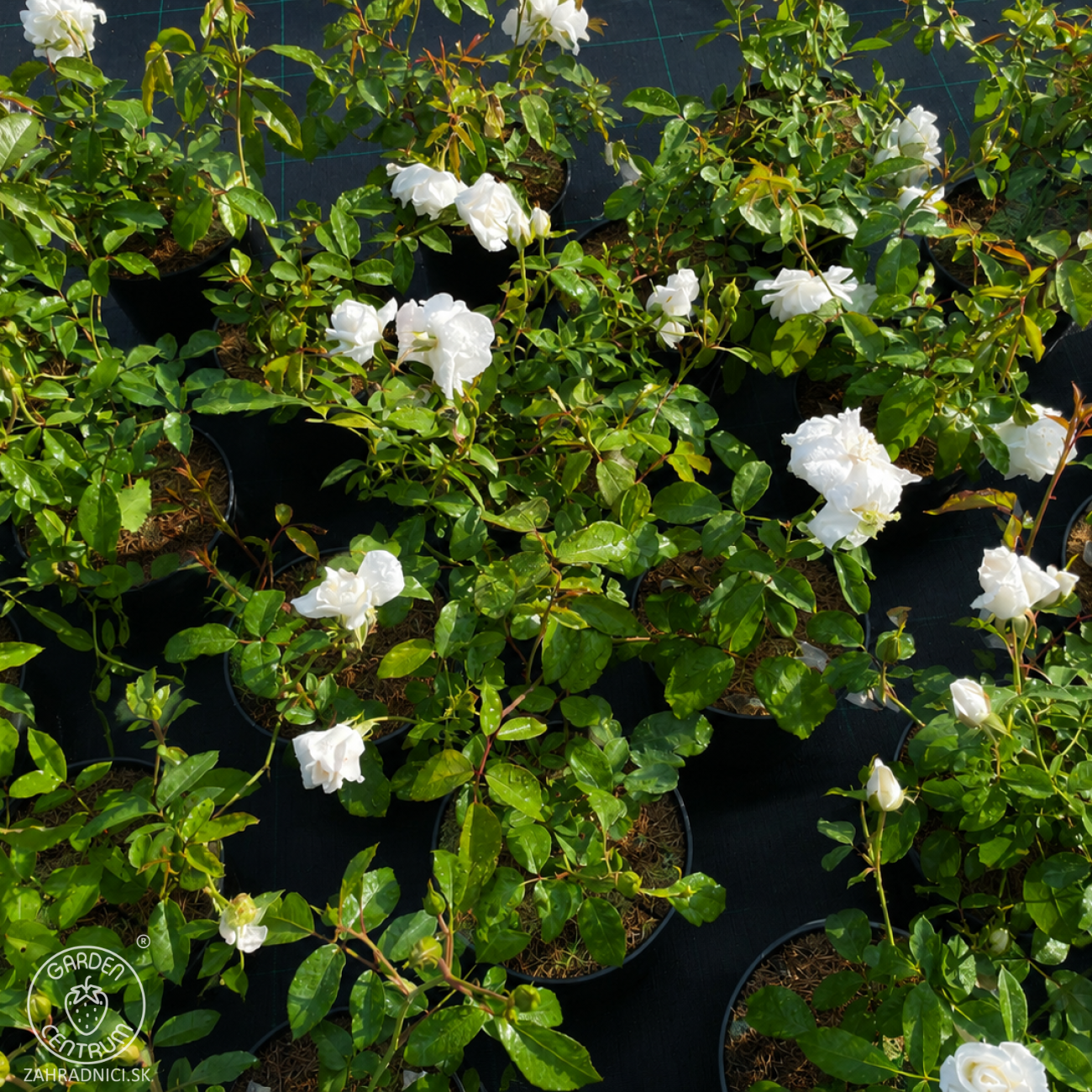 Obrázok Ruža mnohokvetá (Rosa floribunda) 'ICEBERG – FÉE DES NEIGES’® - výška 20-30 cm, kont. C2L