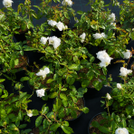 Ruža mnohokvetá (Rosa floribunda) 'ICEBERG – FÉE DES NEIGES’® - výška 20-30 cm, kont. C2L