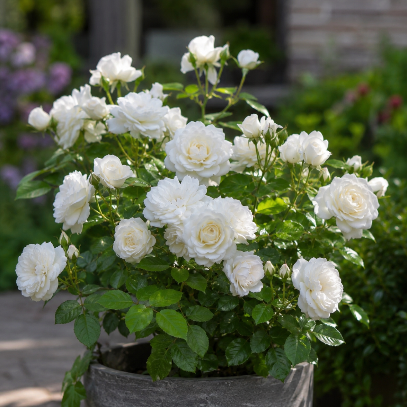 Obrázok Ruža mnohokvetá (Rosa floribunda) 'ICEBERG – FÉE DES NEIGES’® - výška 20-30 cm, kont. C2L