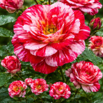 Ruža mnohokvetá (Rosa floribunda) 'ABRACADABRA'® Kordes - výška 15-25 cm, kont. C5L