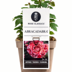 Ruža mnohokvetá (Rosa floribunda) 'ABRACADABRA'® Kordes - výška 15-25 cm, kont. C5L