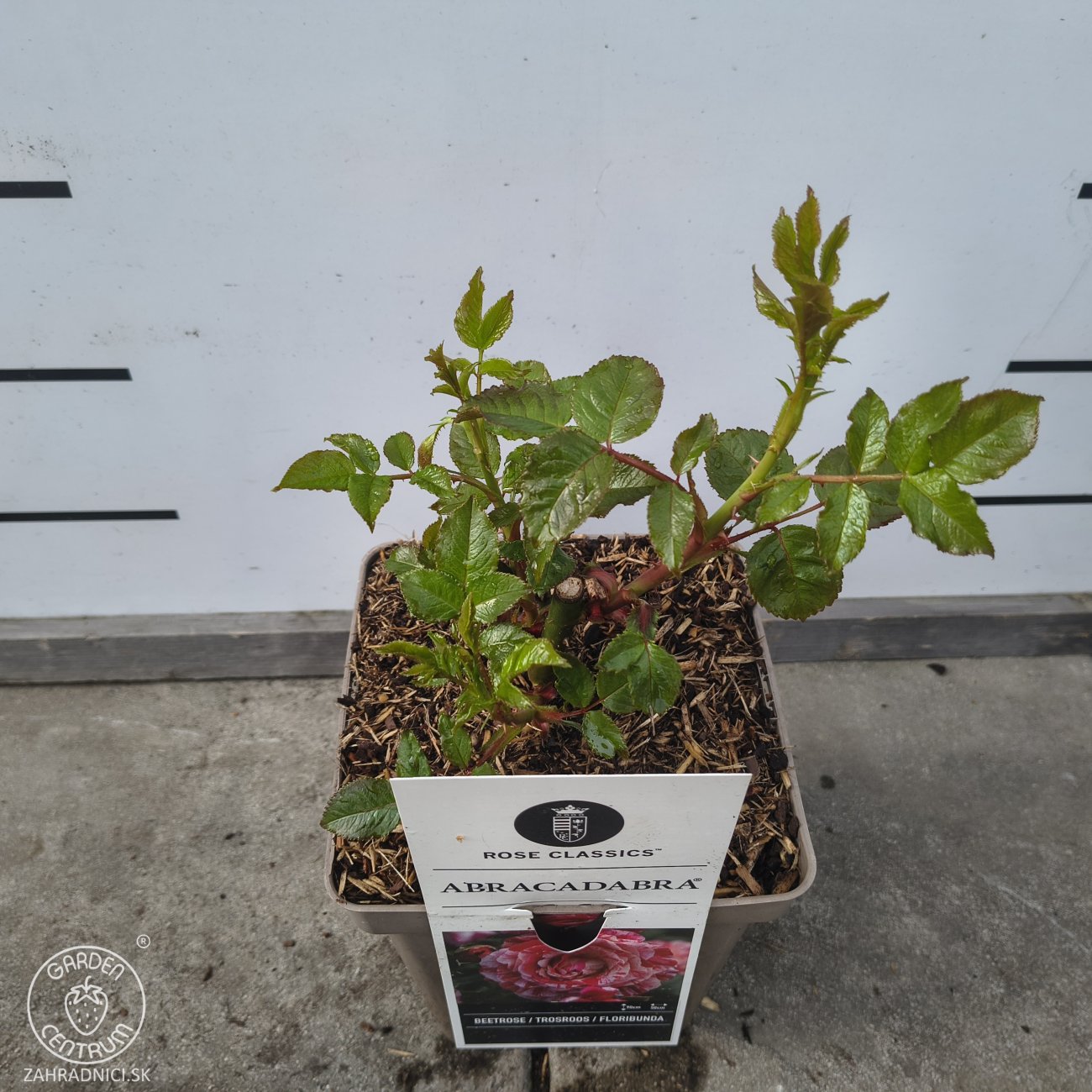 Obrázok Ruža mnohokvetá (Rosa floribunda) 'ABRACADABRA'® Kordes - výška 15-25 cm, kont. C5L