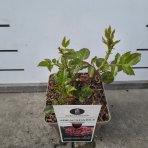Ruža mnohokvetá (Rosa floribunda) 'ABRACADABRA'® Kordes - výška 15-25 cm, kont. C5L