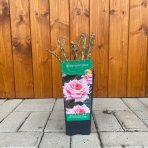 Ruža popínavá (Rosa rampicante) ´BLOSSOMTIME´ - výška 10-20 cm, P11