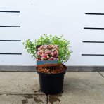 Ruža (Rosea) ´CUTIE PIE´ - výška 10-20 cm, kont. C2L