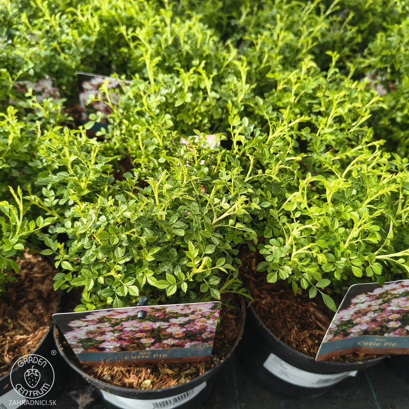 Obrázok Ruža (Rosea) ´CUTIE PIE´ - výška 10-20 cm, kont. C2L