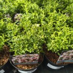 Ruža (Rosea) ´CUTIE PIE´ - výška 10-20 cm, kont. C2L